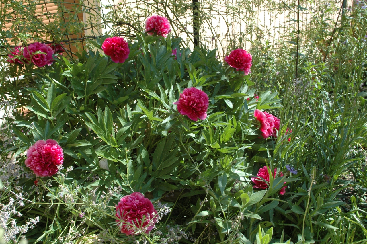 Cliquez droit et enregister l'image sous, la taille r&eacute;elle de la photo de la fleur est 1280 x 851