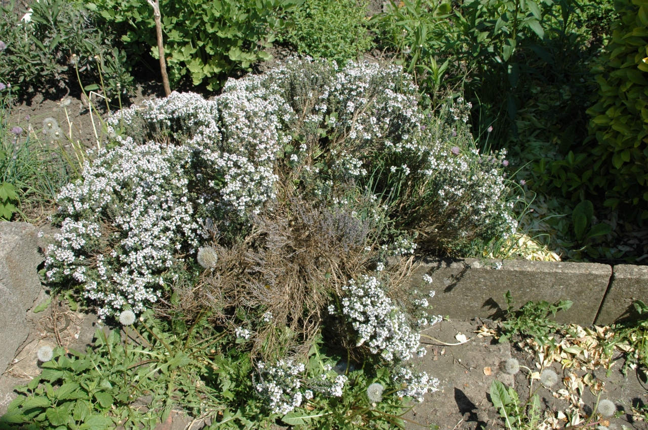 Cliquez droit et enregister l'image sous, la taille r&eacute;elle de la photo de la fleur est 1280 x 851