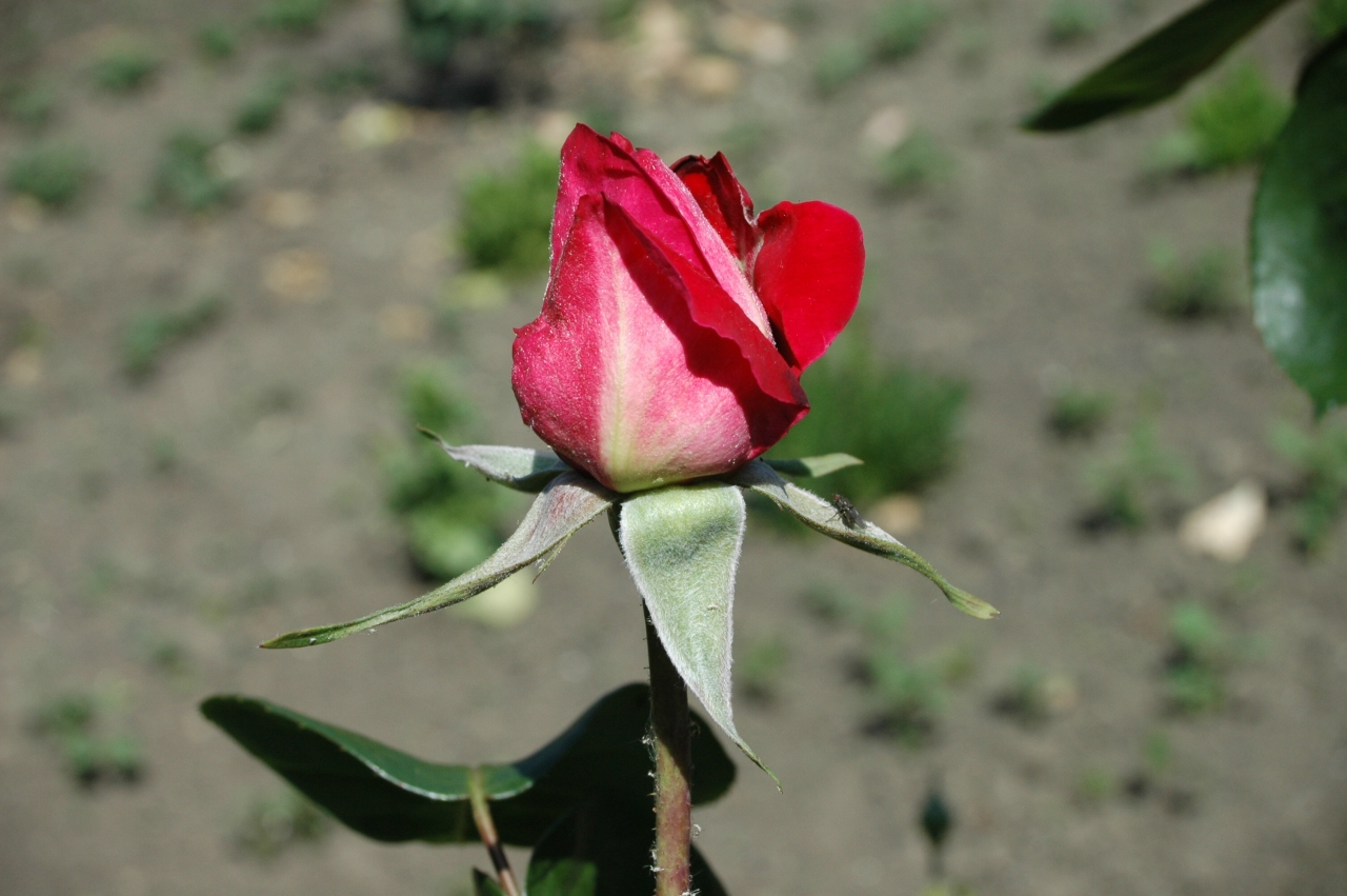 Cliquez droit et enregister l'image sous, la taille r&eacute;elle de la photo de la fleur est 1280 x 851
