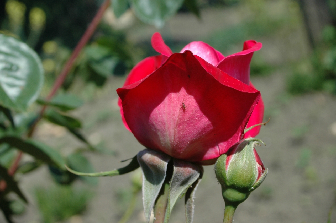 Cliquez droit et enregister l'image sous, la taille r&eacute;elle de la photo de la fleur est 1280 x 851