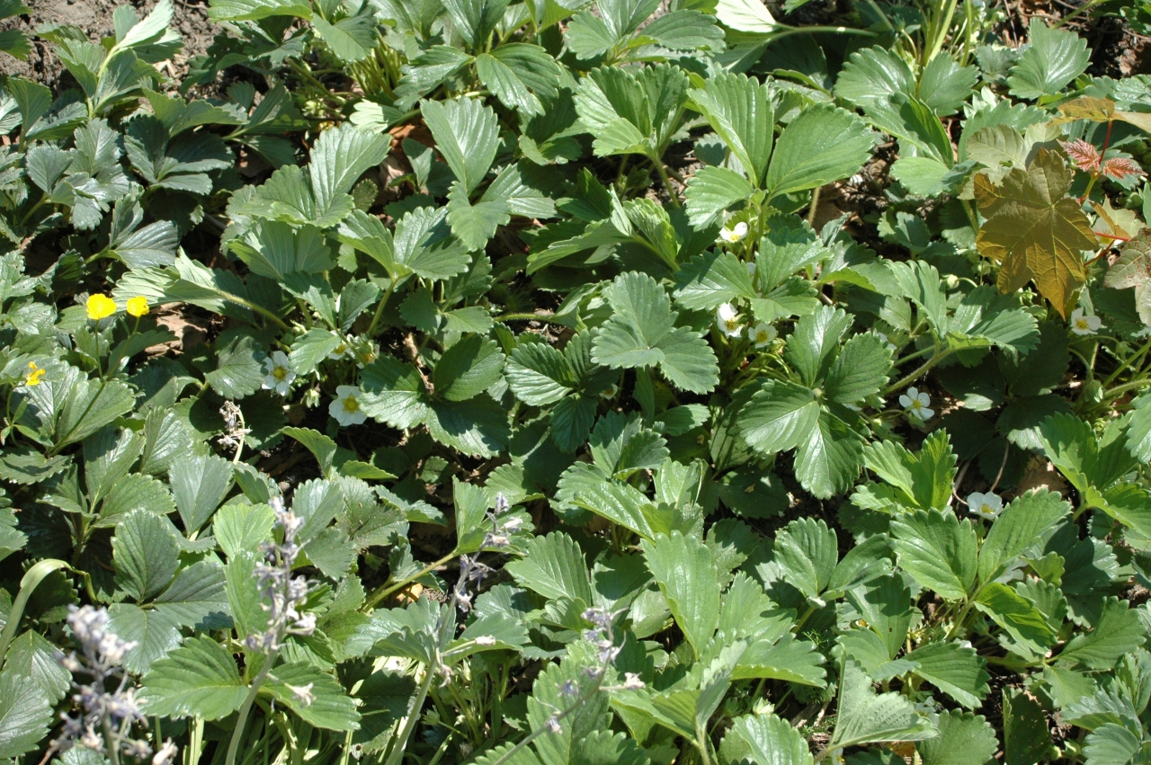 Cliquez droit et enregister l'image sous, la taille r&eacute;elle de la photo de la fleur est 1280 x 851
